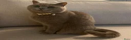 British Shorthair cats for sale: Female British Shorthair  - Advert 3