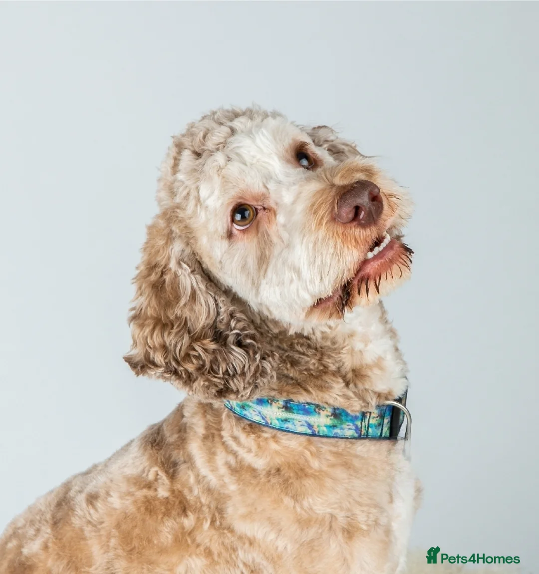 Cockapoo dogs for stud: Buddy - F2b Merle Cockapoo REPEATEDLY PROVEN  Stud in Manchester - Advert 3