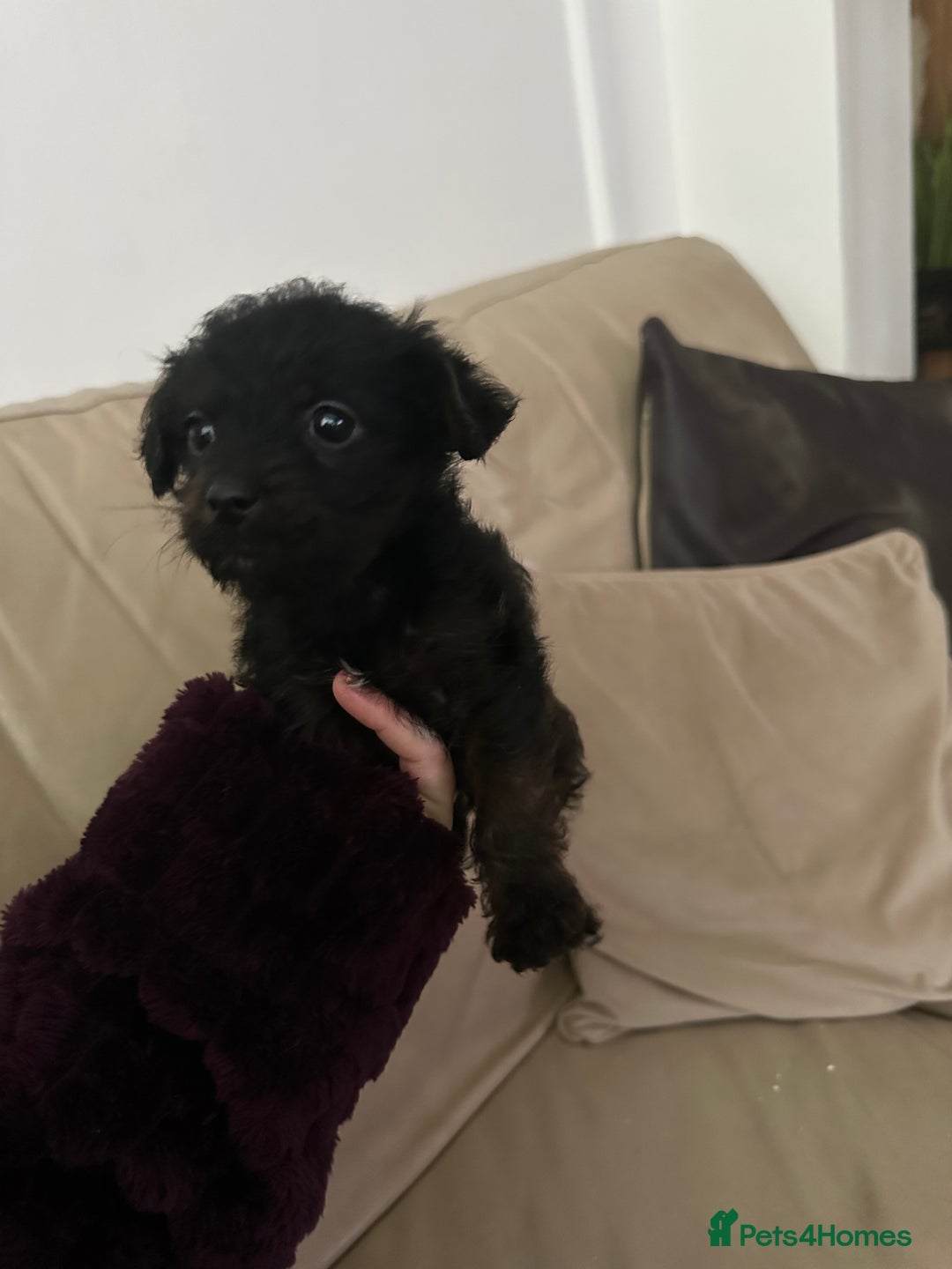 Mixed Breed dogs for sale: Yorkiepoo - Advert 9