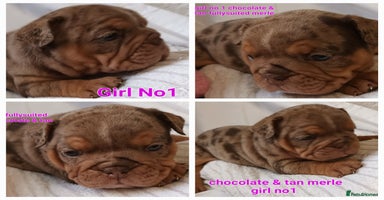 English Bulldog dogs - Advert 5
