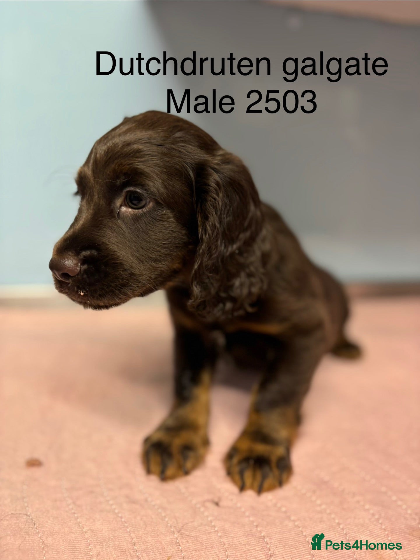 Cocker Spaniel dogs Kc working type cocker spaniels  - Advert 2
