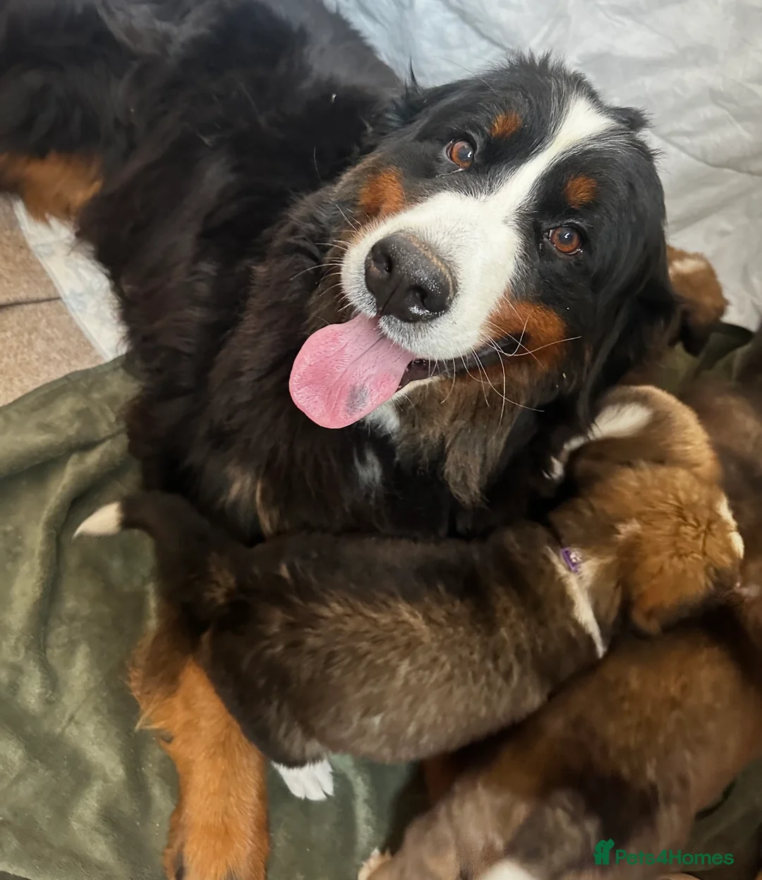 Mixed Breed dogs for sale: Bernes Mountain X Saint Bernard Puppies For Sale - Advert 8