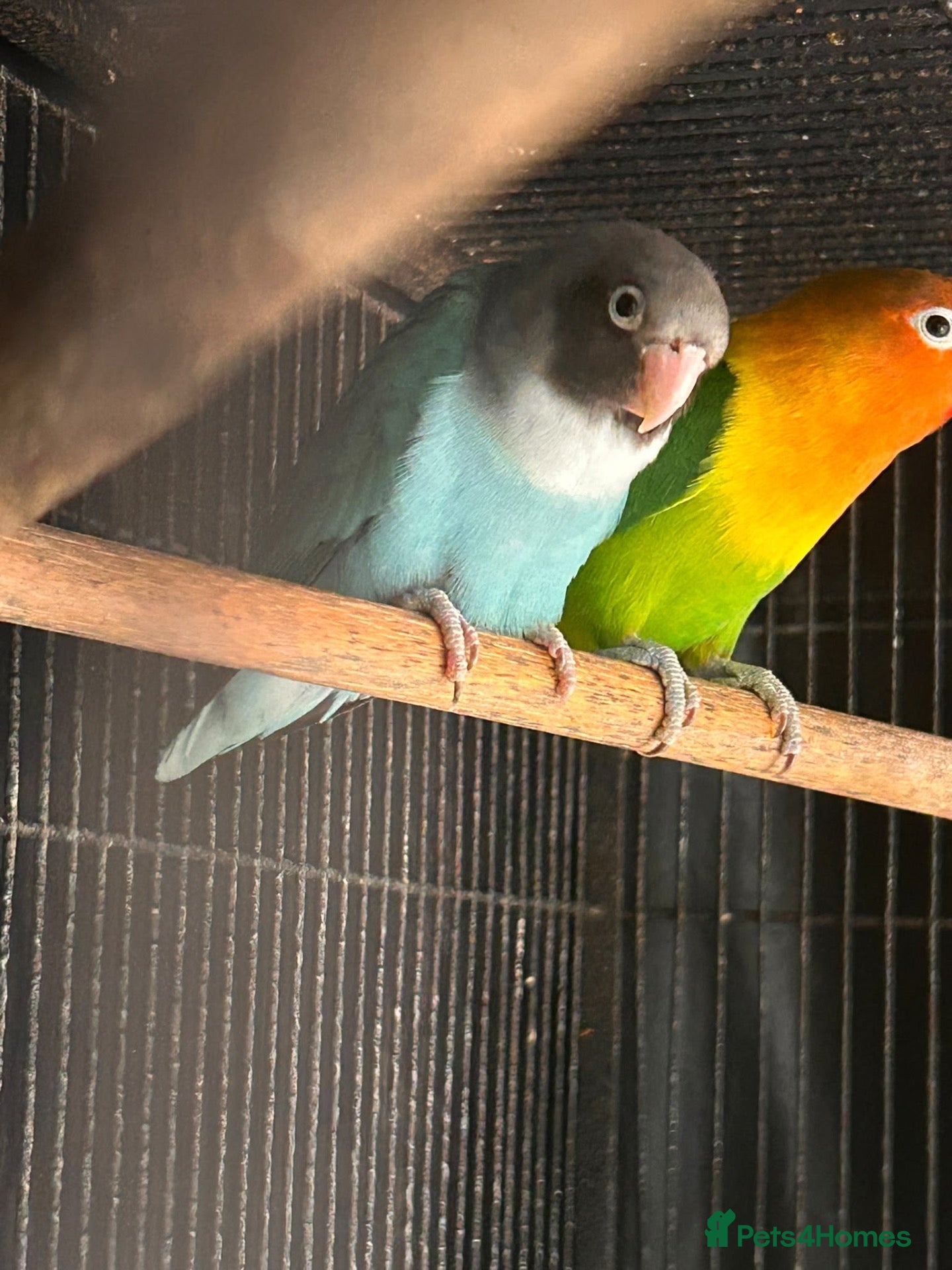 Lovebirds birds Love birds  - Advert 1