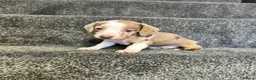 Miniature Dachshund dogs for sale: KC registered PRA clear miniature dachshunds - Advert 6