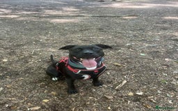 Mixed Breed dogs for sale: Needs to be re homed asap  - Image 1