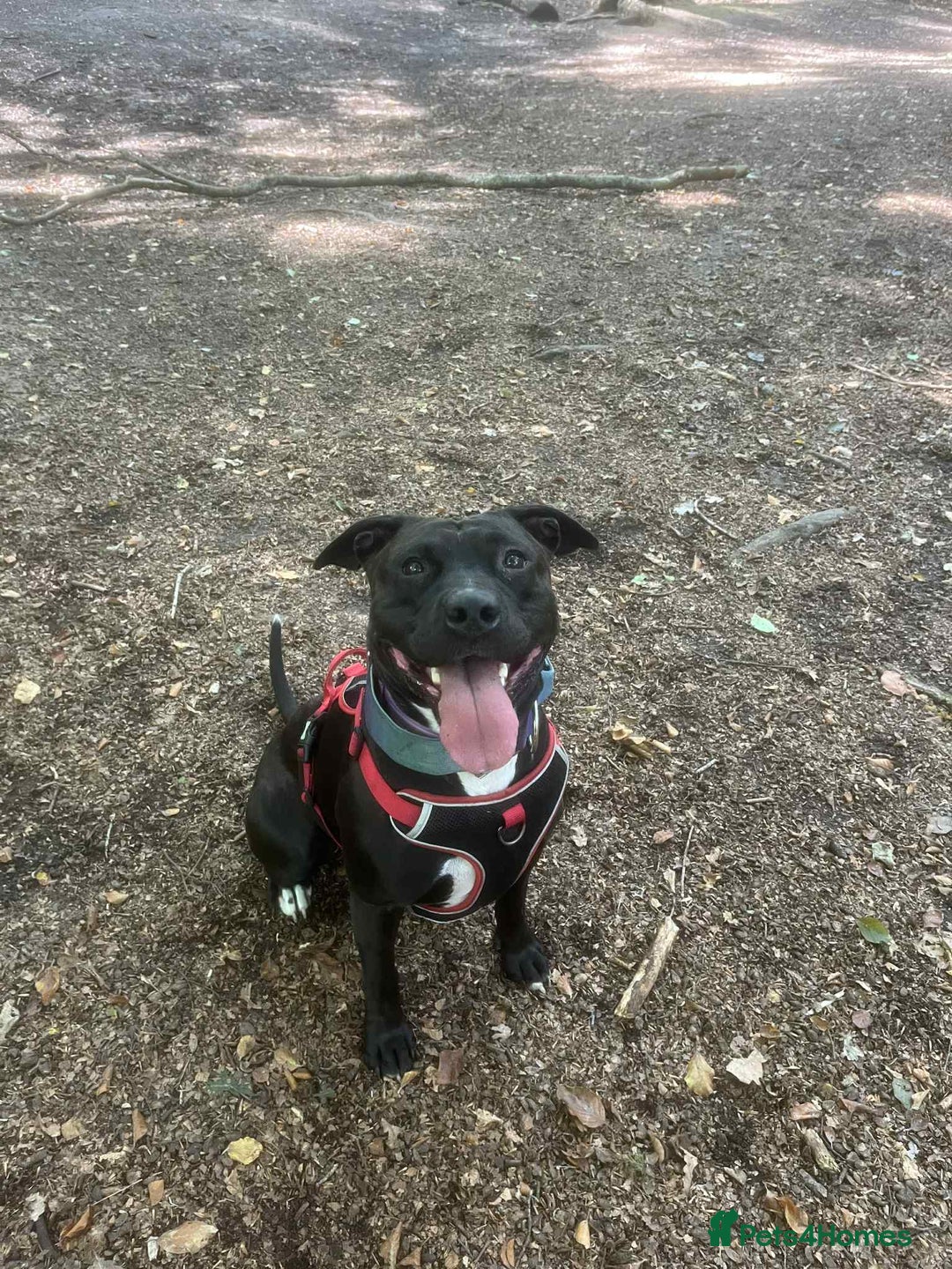 Mixed Breed dogs for sale: Needs to be re homed asap  - Image 1