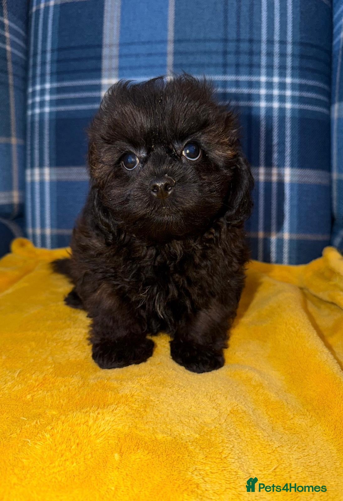 Shihpoo dogs for sale: 💚💜Stunning Toy Shihpoos 🧡💛 - Advert 4
