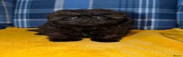 Shihpoo dogs for sale: Stunning Toy Shihpoos - Advert 1
