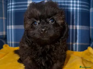 Shihpoo dogs for sale: 💚💜Stunning Toy Shihpoos 🧡💛 - Advert 4