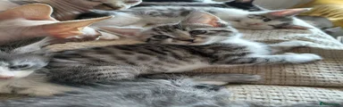 Maine Coon 7
