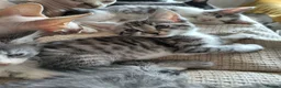 Mixed Breed cats for sale: 3/4 Maine coon. 1/4 sphynx - Advert 7
