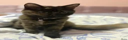 Mixed Breed cats for sale: Beautiful small girl  - Advert 2