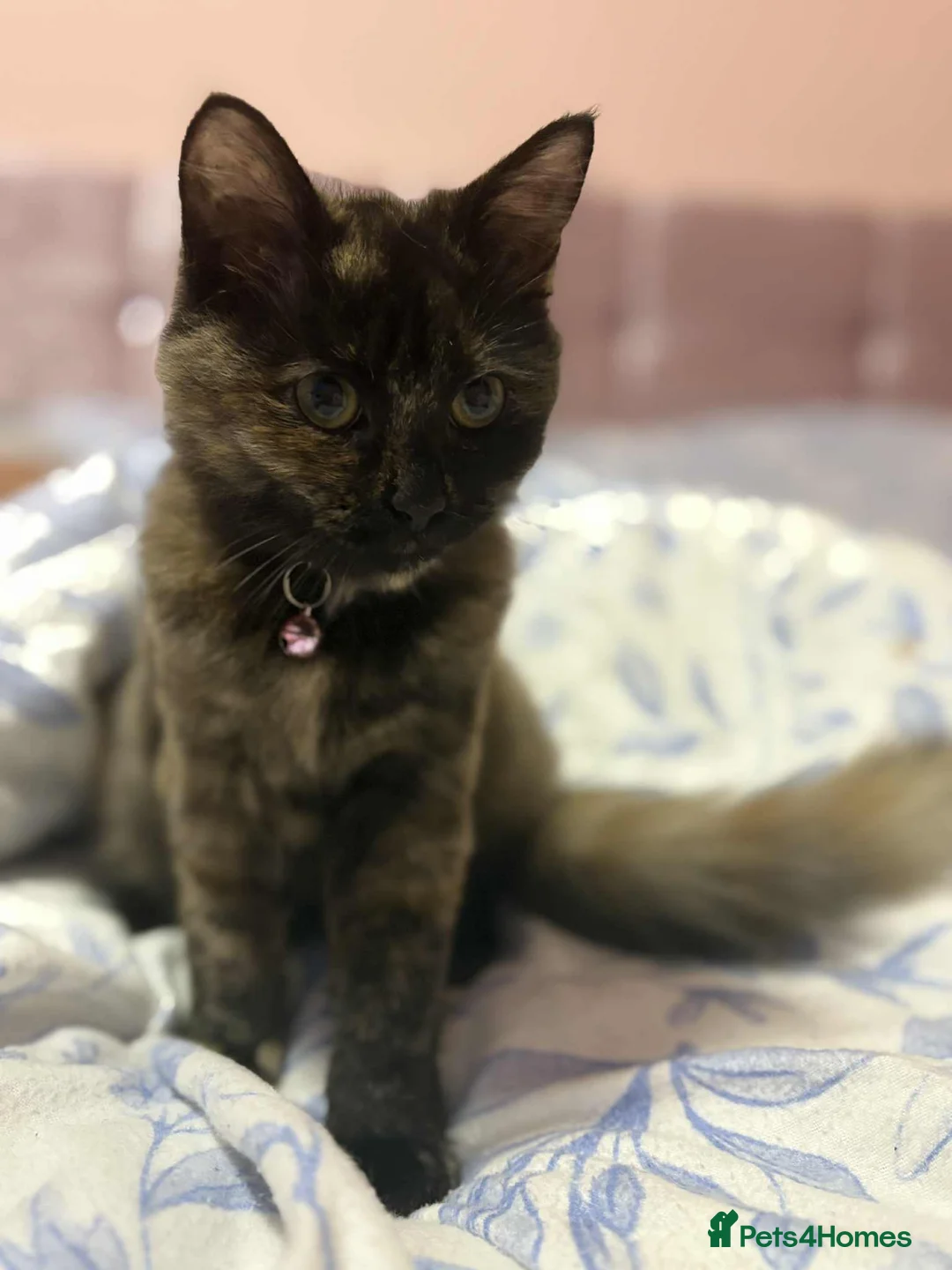 Mixed Breed cats for sale: Beautiful small girl  - Advert 2