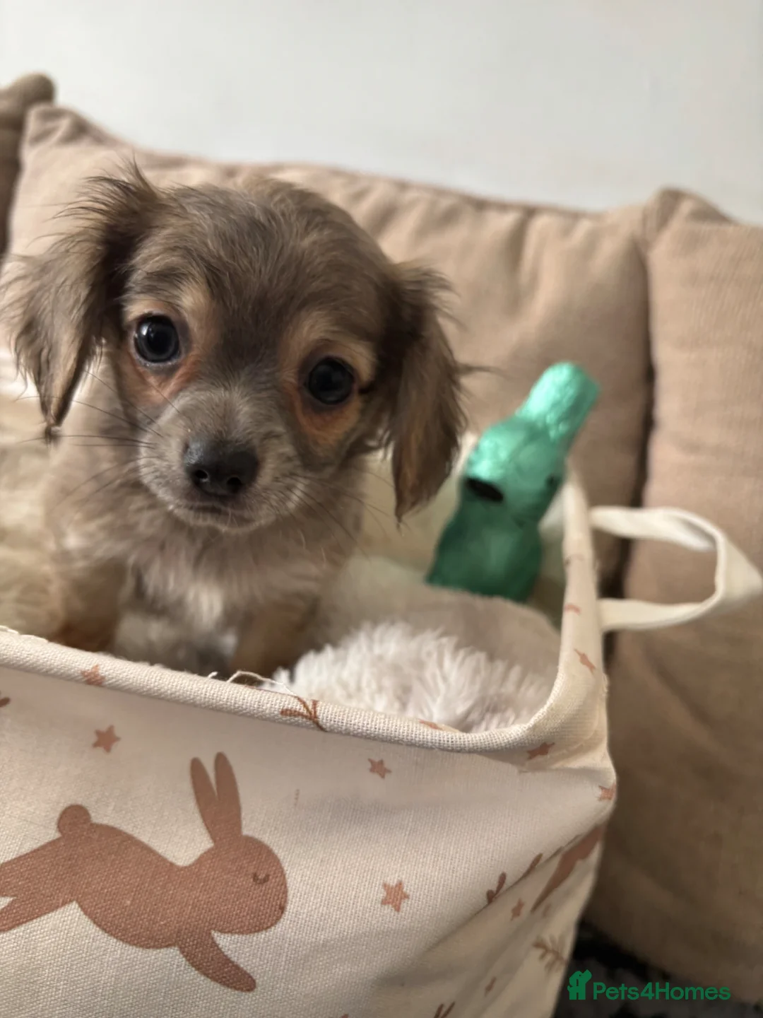 Chiweenie dogs for sale: Chiweenie for sale  - Advert 2