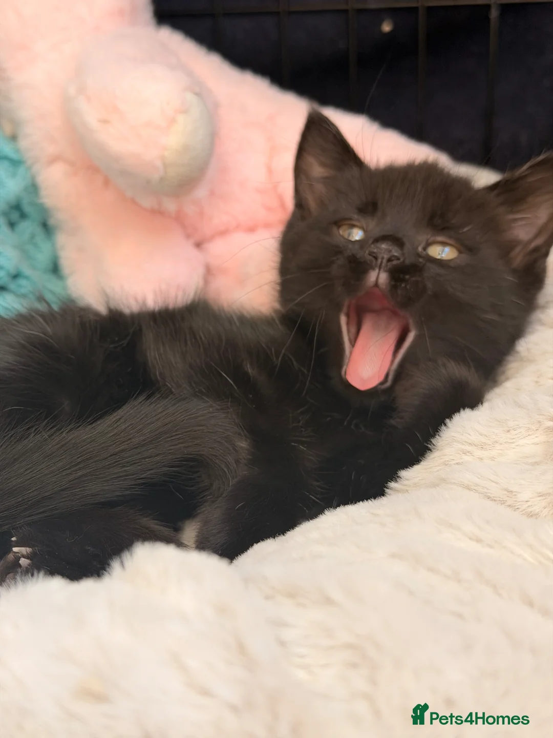 Bengal cats for sale: Bengal cross  in Bury - Advert 9