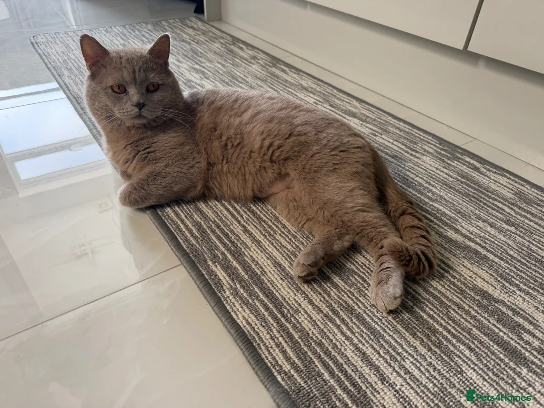British Shorthair cats for sale: Beautiful loving bsh male  - Advert 2