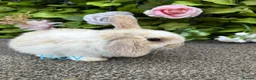 Mini Lop rabbits for sale: Adorable Mini Lop babies  - Advert 5
