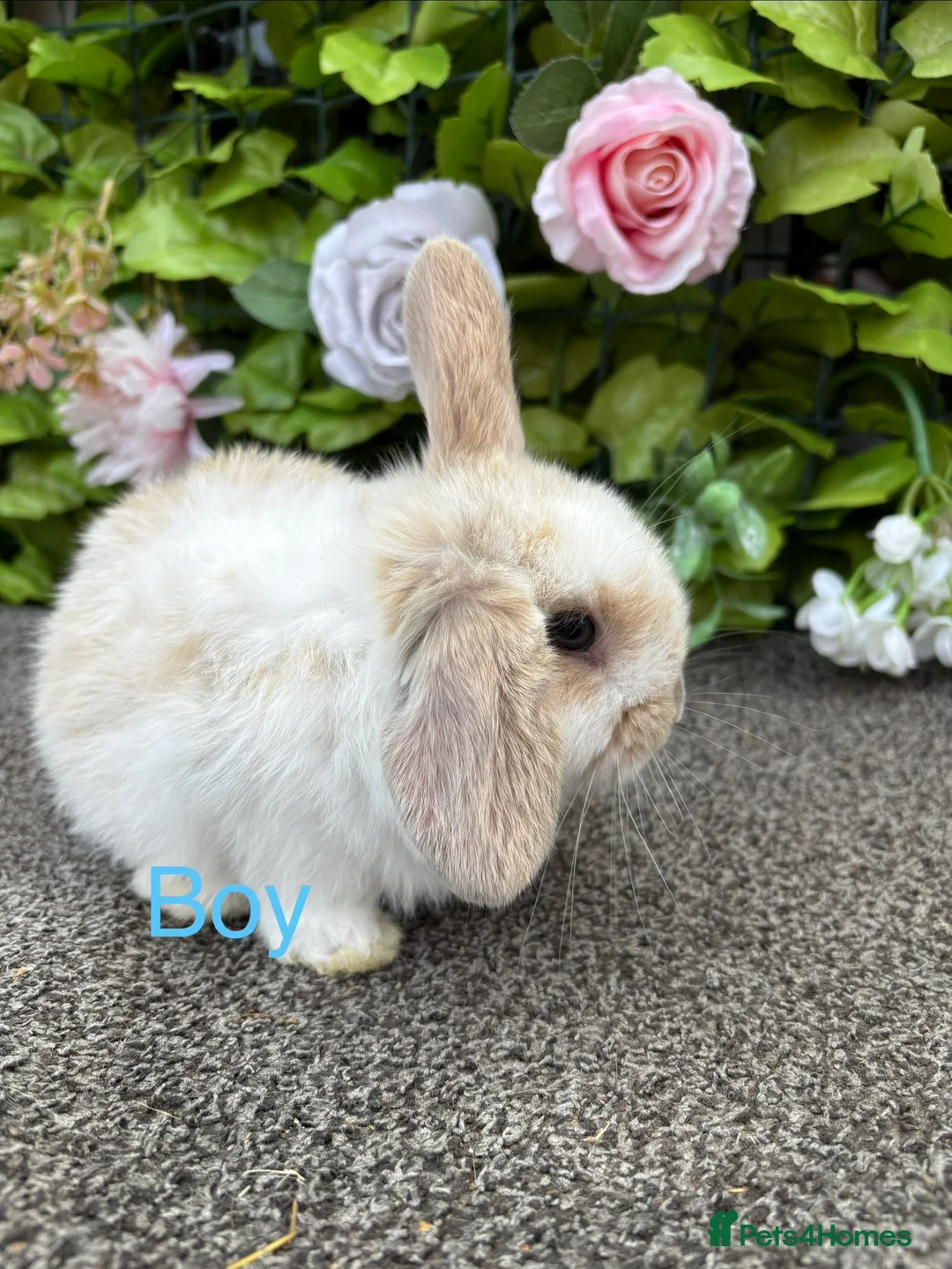 Mini Lop rabbits for sale: Adorable Mini Lop babies  - Advert 5