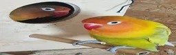 Lovebirds birds for sale: ✨️🦜Beautiful Fischer's Lovebird for Sale! 🦜✨ in Saint Helens - Advert 5