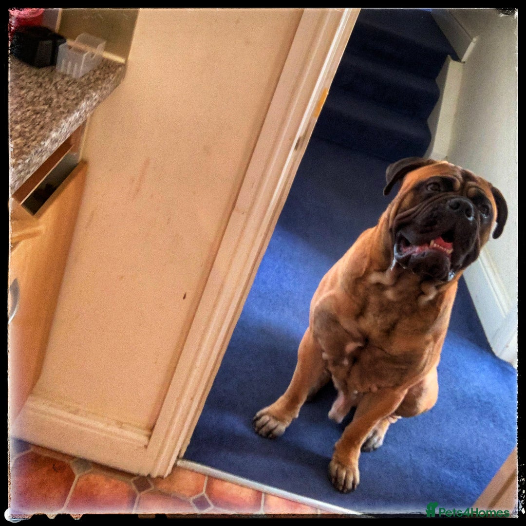 Bullmastiff dogs for stud: BAD MOON KENNELS - Image 6