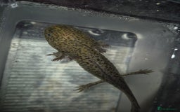 Axolotl reptiles for sale: Adult female wild & wild babies  - Image 4