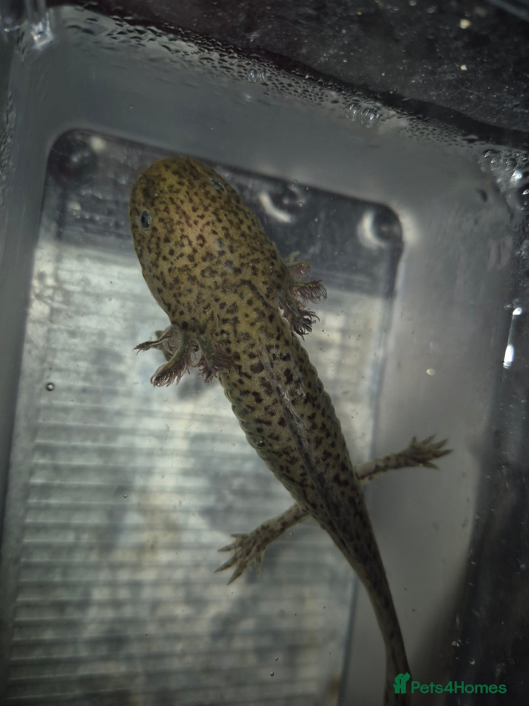 Axolotl reptiles for sale: Adult female wild & wild babies  - Image 4