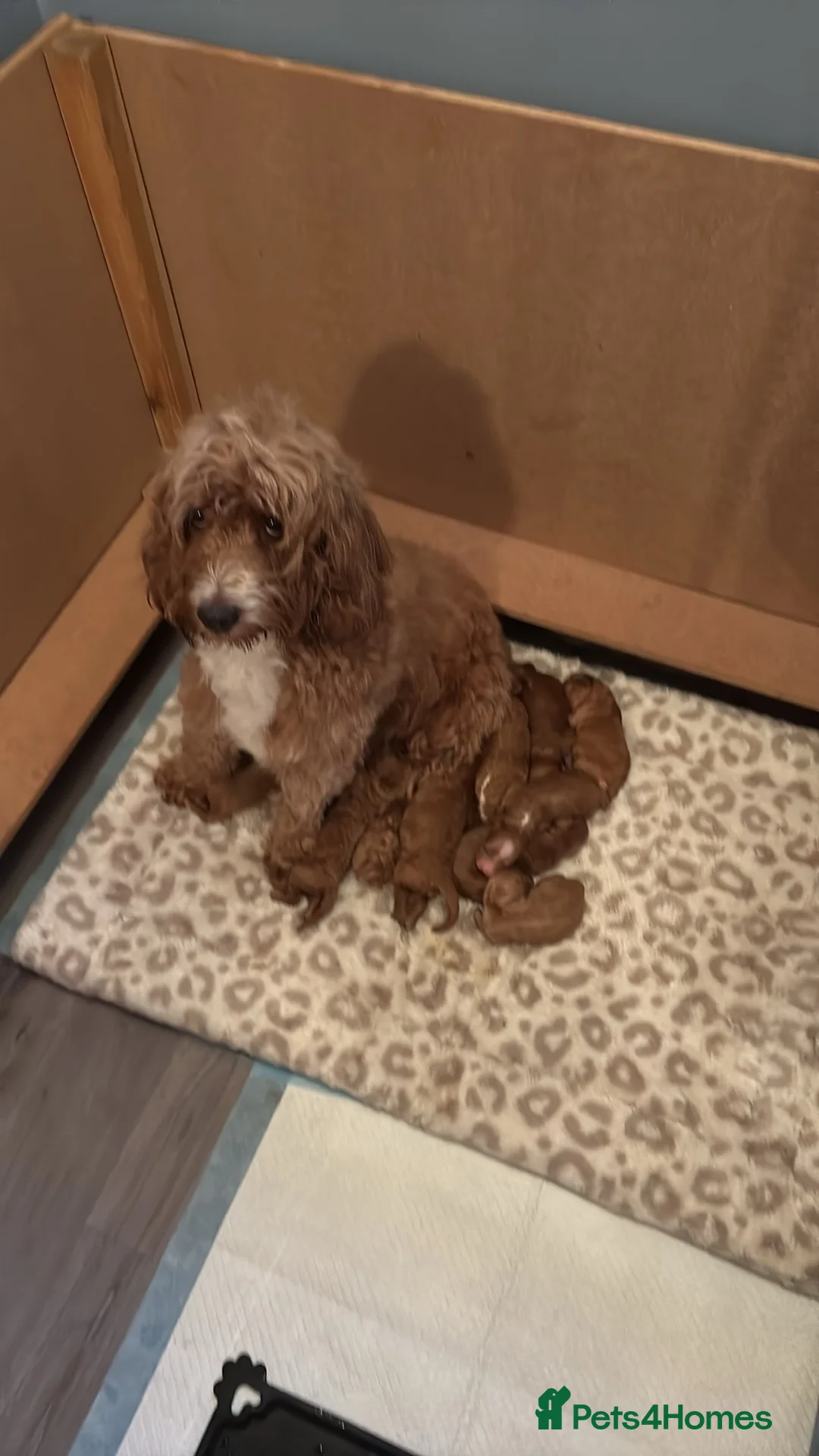 Cockapoo dogs for sale: 🐶💕 JUST 4 BEAUTIFUL BOYS LEFT! 💕🐶 - Advert 2
