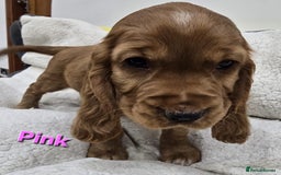 Cocker Spaniel dogs for sale: 🐾 Adorable Cocker Spaniel Puppies for Sale! 🐾 - Image 8