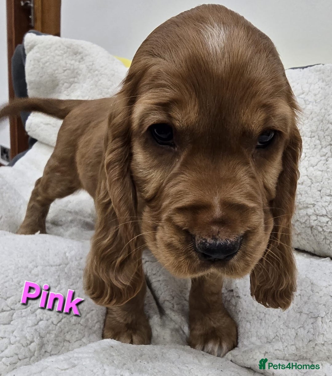 Cocker Spaniel dogs for sale: 🐾 Adorable Cocker Spaniel Puppies for Sale! 🐾 - Image 8