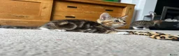 Mixed Breed cats for sale: 3 Left - Mixed Breed Pedigree Cross Kittens M/F - Advert 5