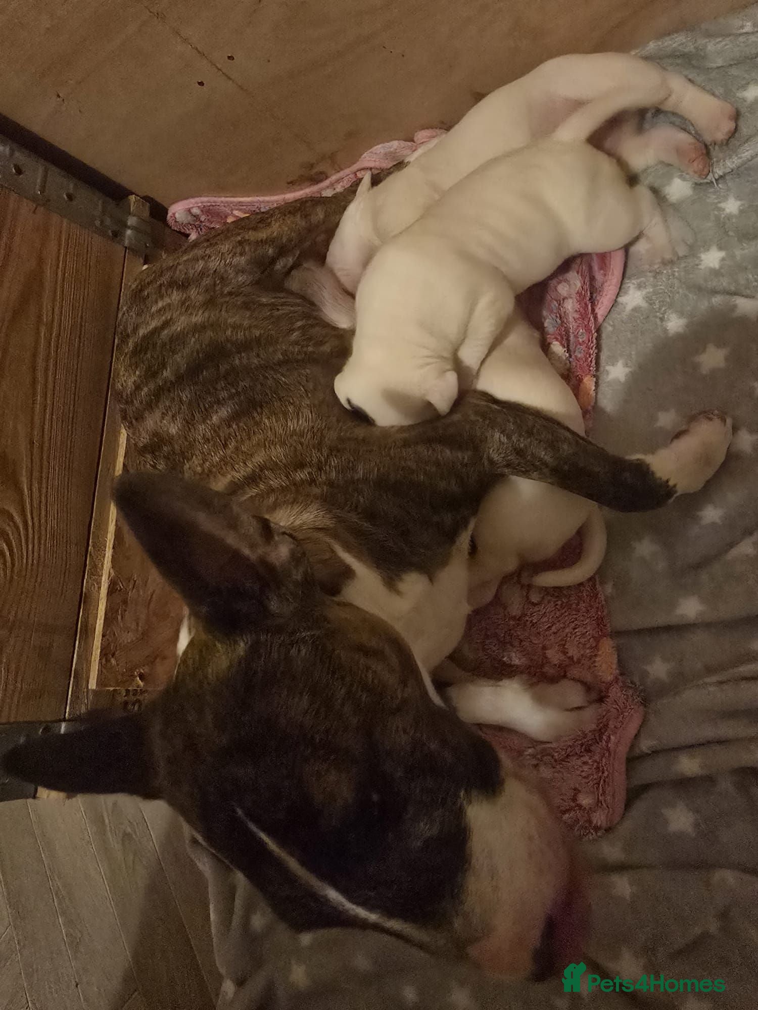 Miniature Bull terrier dogs for sale: White Miniature Bullterrier  - Advert 1
