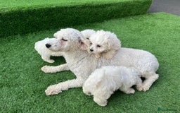 Poodle dogs for sale: Poodles pups for forever home - Image 25