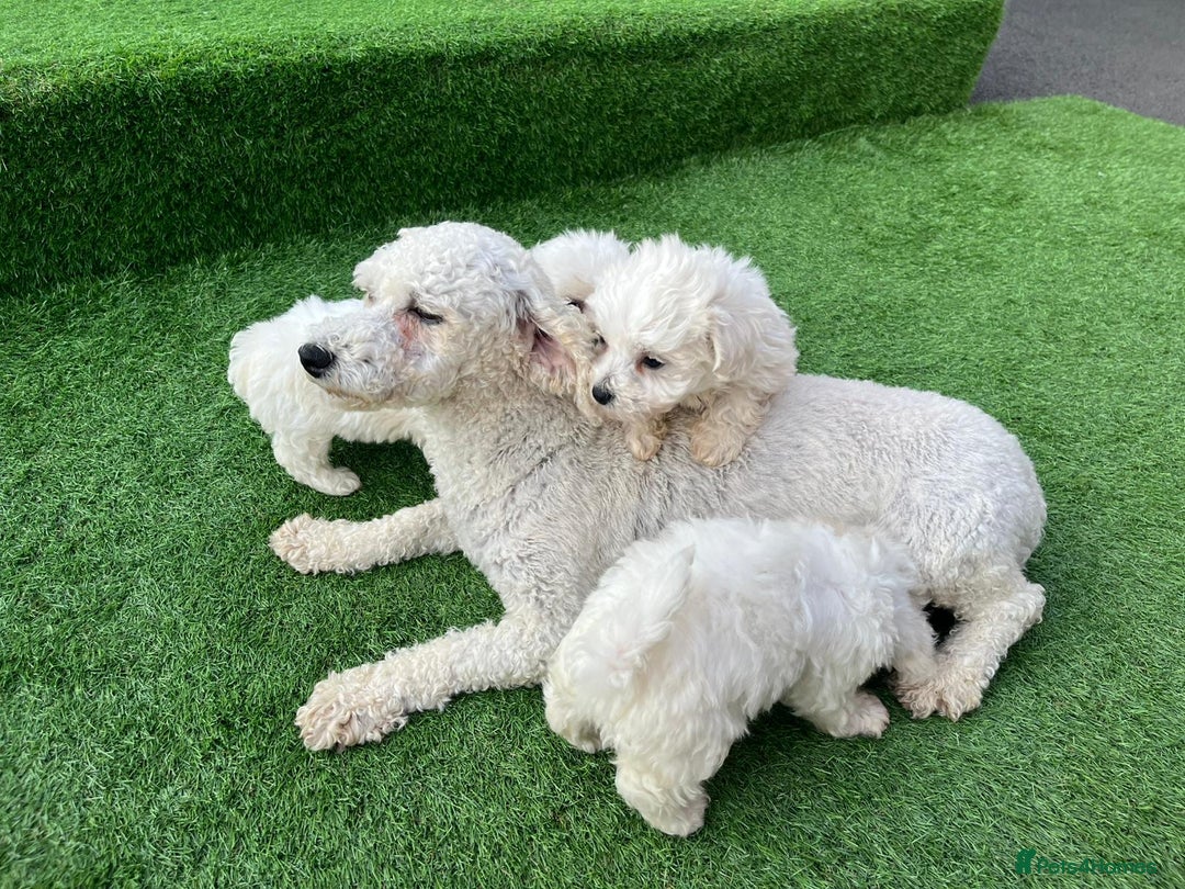 Poodle dogs for sale: Poodles pups for forever home - Image 25