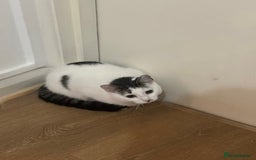 American Wirehair cats for sale: Loving 7 month-old American Wirehair kitten - Advert 2