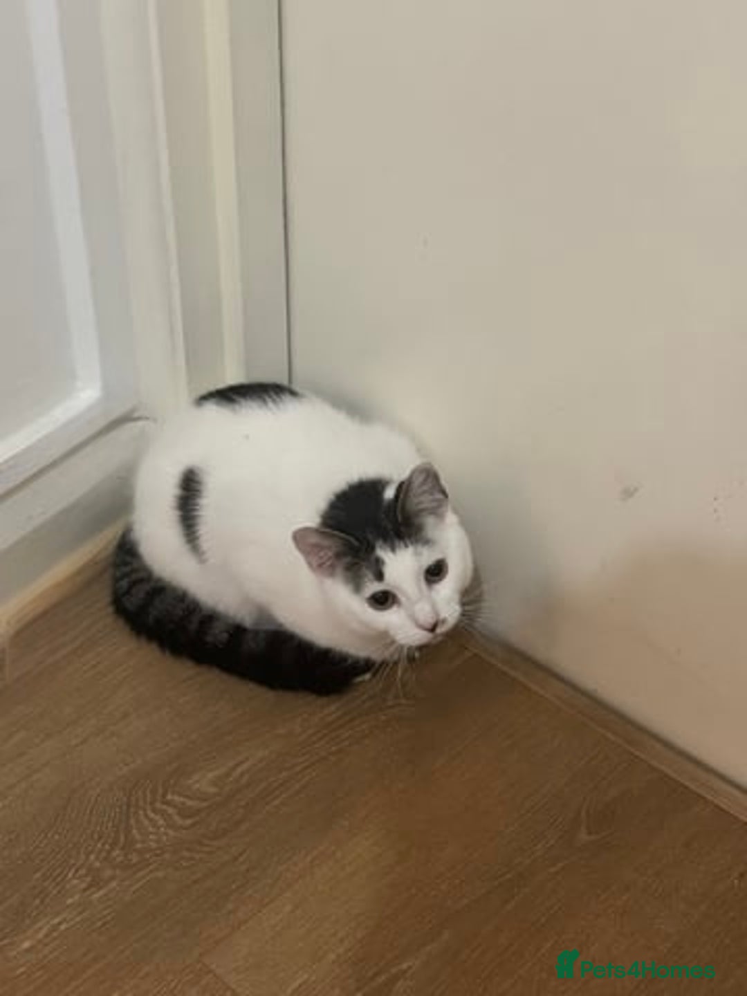 American Wirehair cats for sale: Loving 7 month-old American Wirehair kitten - Advert 2