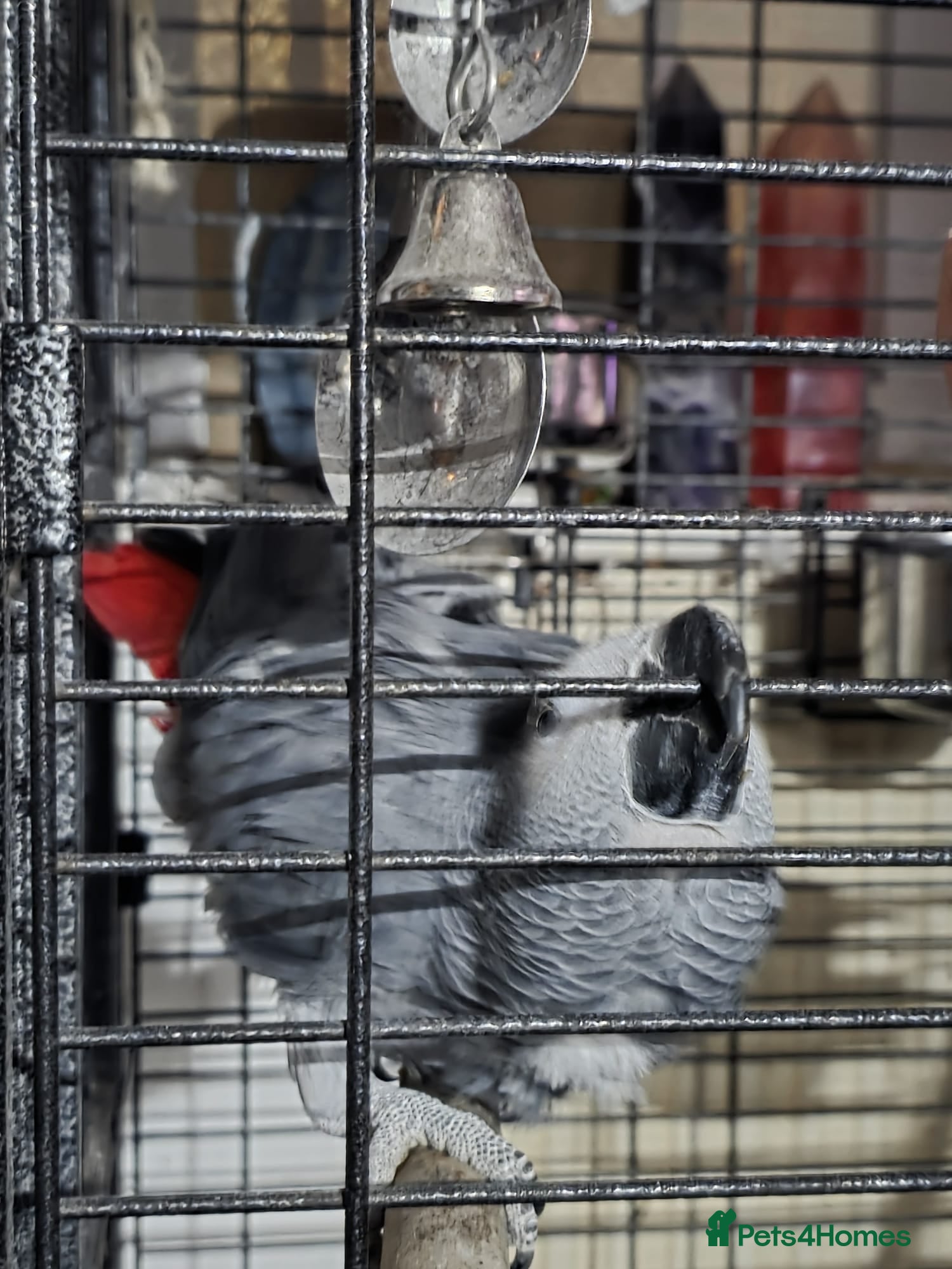 Parrots birds Male African grey - Advert 2