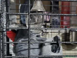 Parrots birds Male African grey - Advert 2