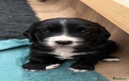 Cockerdor dogs for sale: Cockerdor puppies ready 10th October.  - Image 24