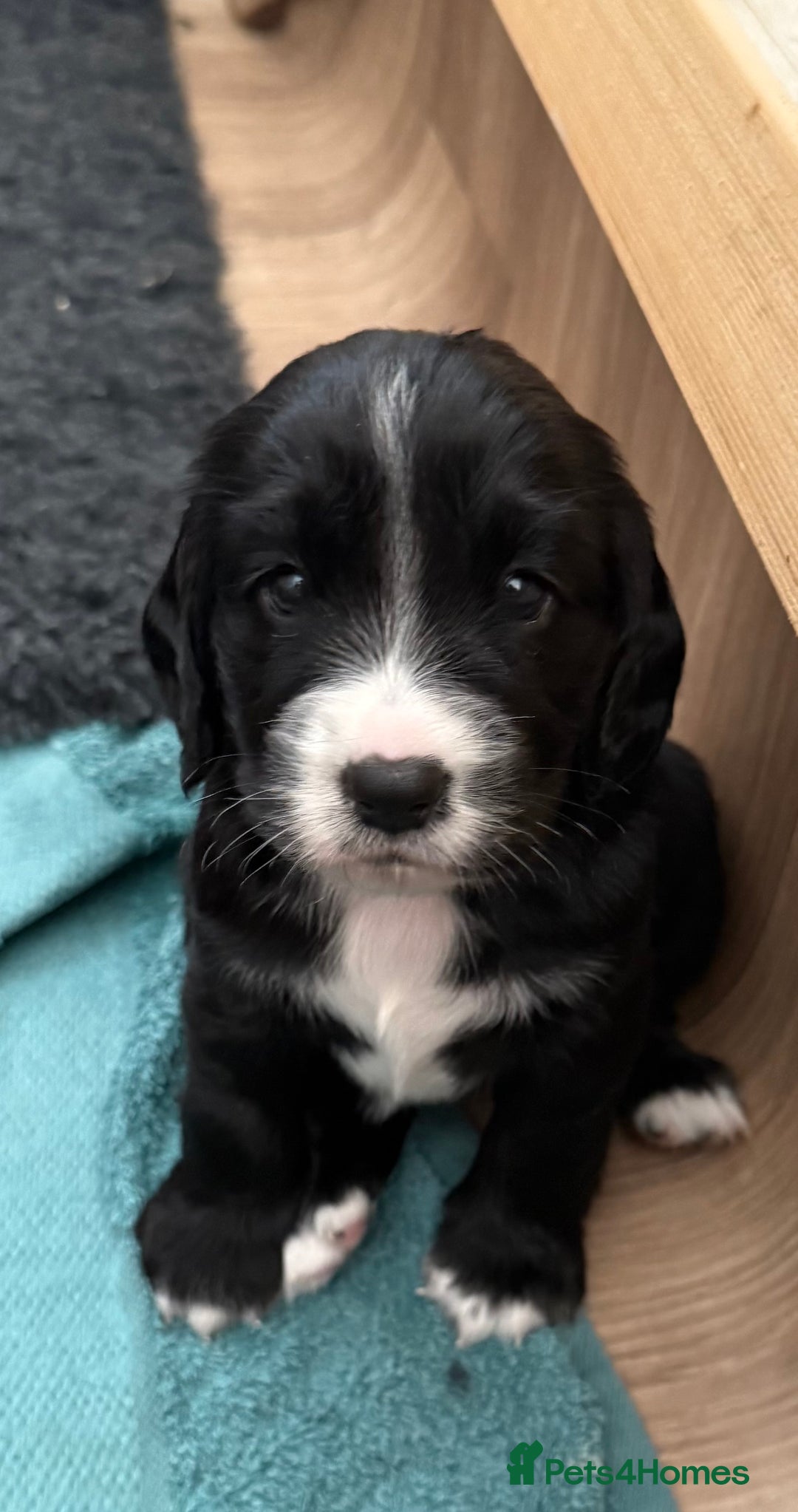 Cockerdor dogs for sale: Cockerdor puppies ready 10th October.  - Image 24
