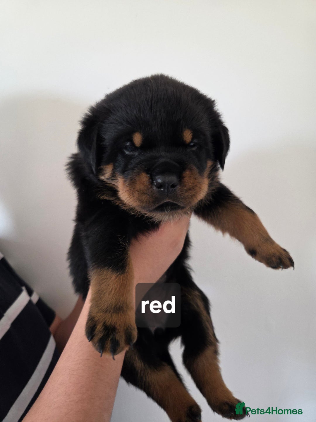 Rottweiler dogs for sale: 22 Week old female Rottweiler  - Advert 5