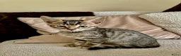 Bengal cats for sale: 🐯💕💙 beautiful rosette bengal kittens 💕💙🐯 - Advert 16