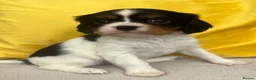 Cavalier King Charles Spaniel dogs for sale: Stunning Cavalier King Charles puppies  - Advert 6
