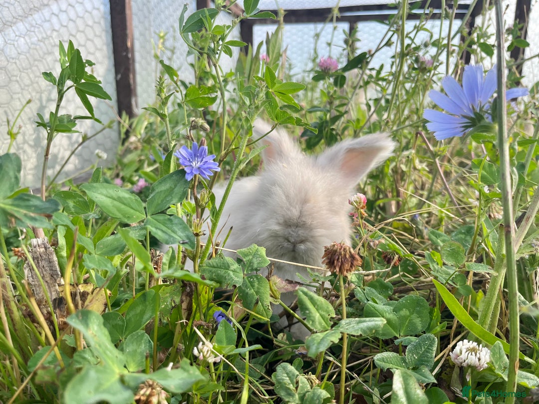 Angora rabbits for sale: Pedigree Full Faced & Maxi Faced English Angoras - Image 26