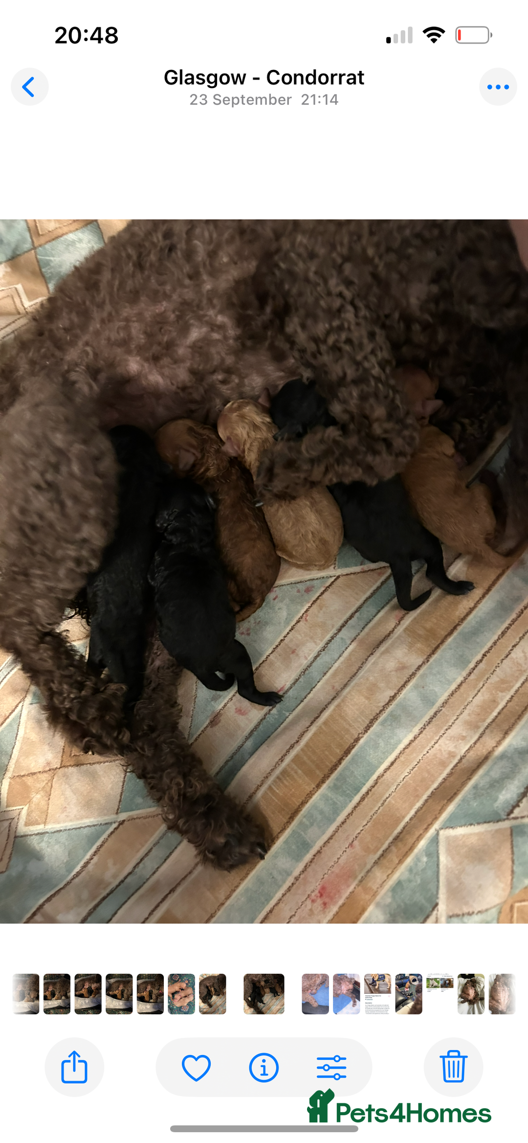 Miniature Poodle dogs for sale: Mini poodle puppy - Advert 1
