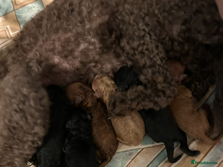 Miniature Poodle dogs Mini poodle puppy - Advert 1