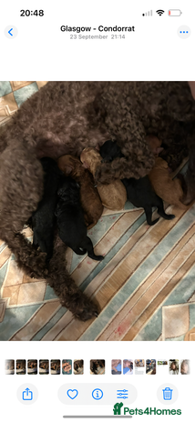 Miniature Poodle dogs Mini poodle puppy - Advert 1