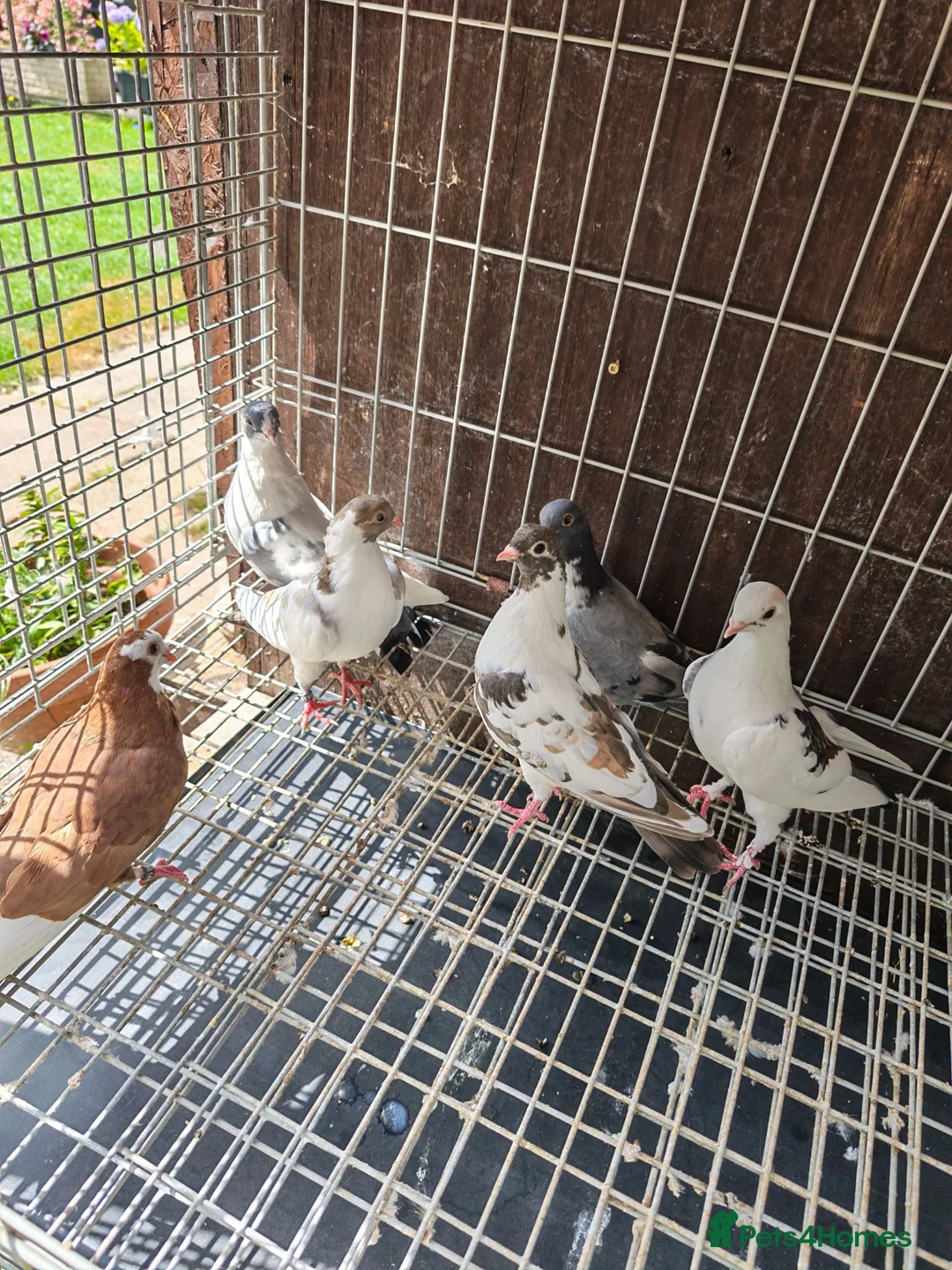 Pigeons birds for sale: Mix pigeons  in Hereford - Advert 1