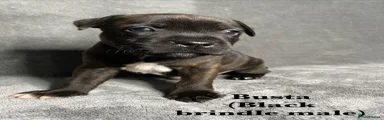 Busta (black brindle male)