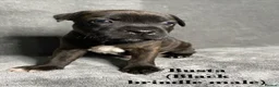 Staffordshire Bull Terrier dogs for sale: Billionaire bills pups  in Oldham - Advert 9