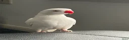 Ringnecks birds for sale: White Indian ringneck for sale in Cowdenbeath - Advert 2